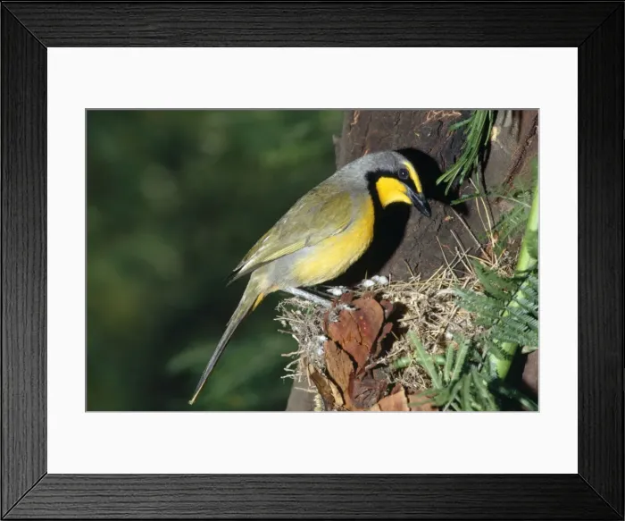 Framed Print : Bokmakierie Shrike Framed Print : Bokmakierie Shrike