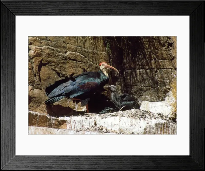 Framed Print : Bald Ibis. RMB-345. BALD IBIS - WITH CHICK AT NEST Framed Print : Bald Ibis. RMB-345. BALD IBIS - WITH CHICK AT NEST