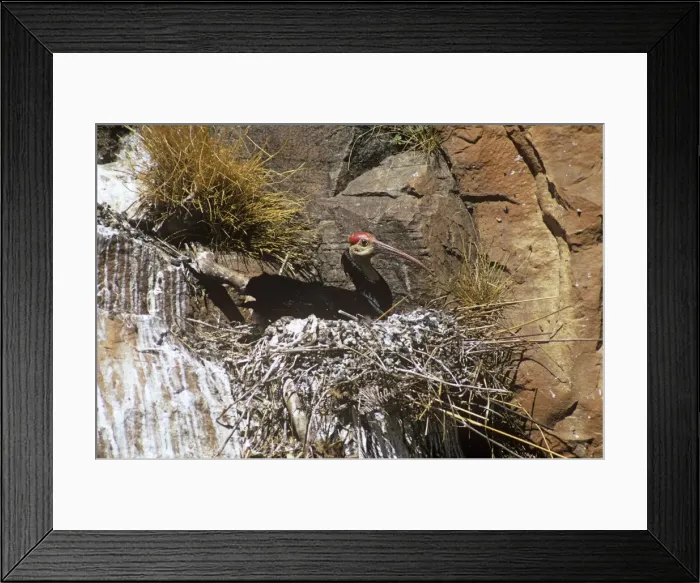 Framed Print : Bald Ibis. RMB-348. Bald Ibis - on nest. Geronticus calvus Framed Print : Bald Ibis. RMB-348. Bald Ibis - on nest. Geronticus calvus