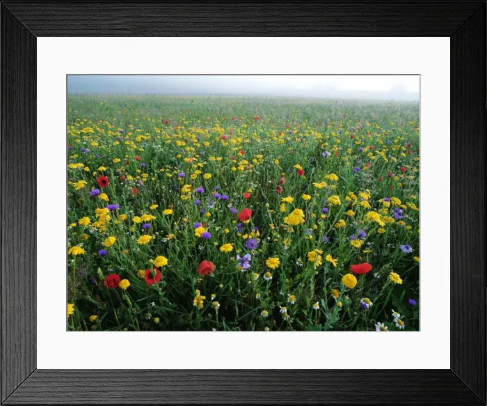 Framed Print : Meadow Flowers ROG 12425 Cornfield weeds (Corn Flowers, Poppies, Corn Marigolds etc. ) - Ringstead, Norfolk © Bob Gibbons / ARDEA LONDON Framed Print : Meadow Flowers ROG 12425 Cornfield weeds (Corn Flowers, Poppies, Corn Marigolds etc. ) - Ringstead, Norfolk © Bob Gibbons / ARDEA LONDON