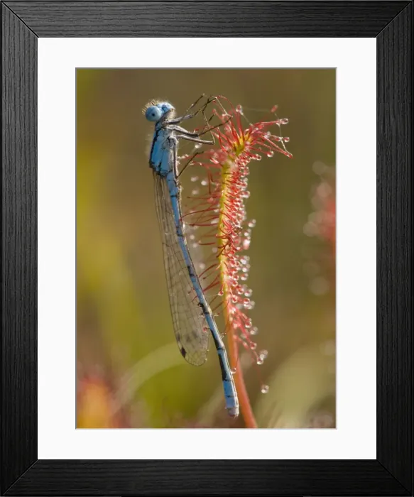 Framed Print : Common blue damselfly / Common Bluet - caught on Great Sundew (Drosera anglica) leaf; Dorset. UK Framed Print : Common blue damselfly / Common Bluet - caught on Great Sundew (Drosera anglica) leaf; Dorset. UK