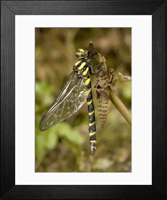 Framed Print : Sombre gold-ringed dragonfly - emerging from nymphal case. N. Greece Framed Print : Sombre gold-ringed dragonfly - emerging from nymphal case. N. Greece