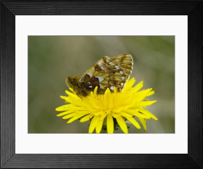 Framed Print : Cranberry fritillary (Boloria aquilonaris) on a dandelion, Norway Framed Print : Cranberry fritillary (Boloria aquilonaris) on a dandelion, Norway