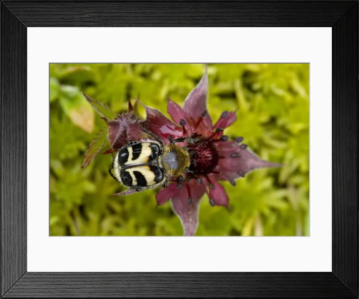 Framed Print : Bee beetle or bee chafer (Trichius fasciatus), feeding on marsh cinquefoil flower (potentilla palustris). Rare in UK Framed Print : Bee beetle or bee chafer (Trichius fasciatus), feeding on marsh cinquefoil flower (potentilla palustris). Rare in UK