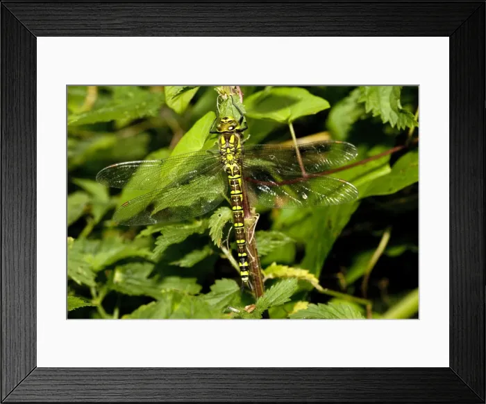 Framed Print : Female Southern Hawker (Aeshna cyanea), Somerset Levels Framed Print : Female Southern Hawker (Aeshna cyanea), Somerset Levels