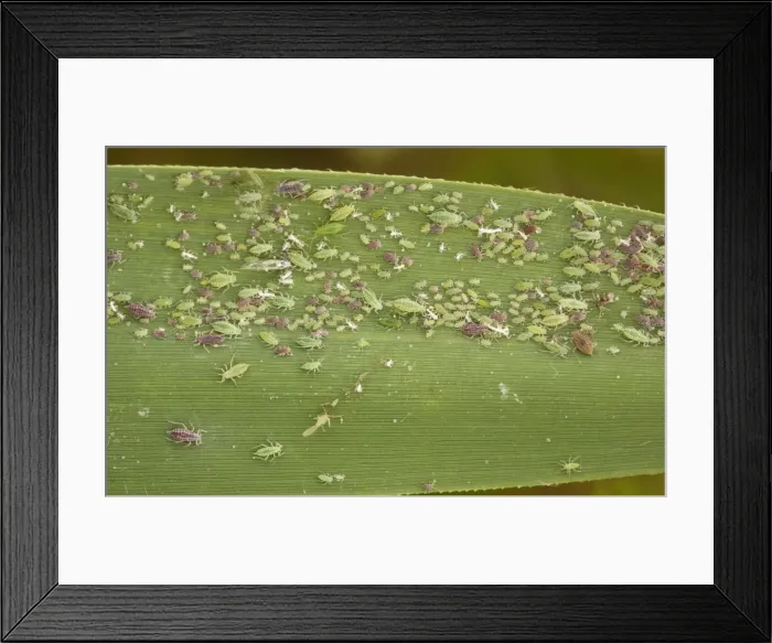 Framed Print : Mass of aphids, (Hyalopterus pruni) red and green phases, on common reed Framed Print : Mass of aphids, (Hyalopterus pruni) red and green phases, on common reed