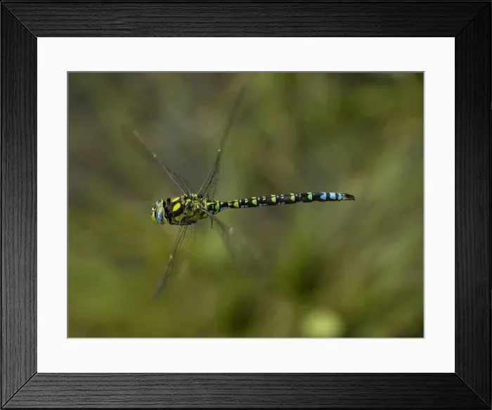 Framed Print : Male southern Hawker (Aeshna cyanea) in flight. Dorset Framed Print : Male southern Hawker (Aeshna cyanea) in flight. Dorset