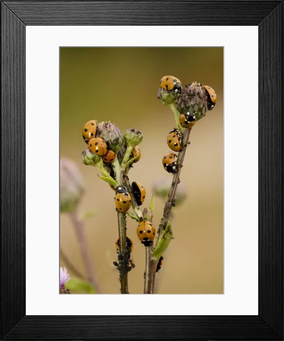 Framed Print : 7-spot ladybirds (Coccinella 7-punctata), voraciously devouring aphids, on creeping thistle. Common UK species Framed Print : 7-spot ladybirds (Coccinella 7-punctata), voraciously devouring aphids, on creeping thistle. Common UK species