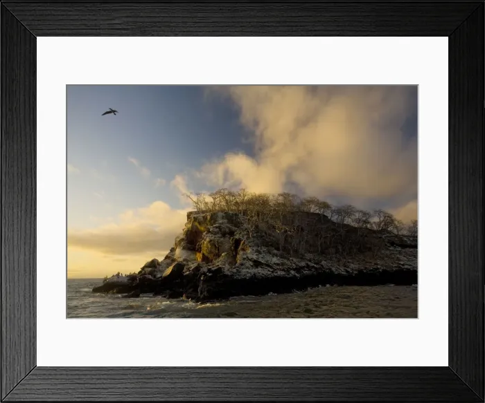 Framed Print : Galapagos - Seabird colonies on the Mariellas islands, evening light, off Isabela, with Palo Santo trees, and Blue-footed Booby in flight Framed Print : Galapagos - Seabird colonies on the Mariellas islands, evening light, off Isabela, with Palo Santo trees, and Blue-footed Booby in flight