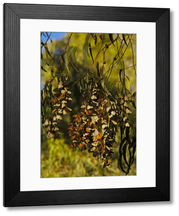 Framed Print : Monarch butterflies - Flock overwintering in trees - south California - USA Framed Print : Monarch butterflies - Flock overwintering in trees - south California - USA