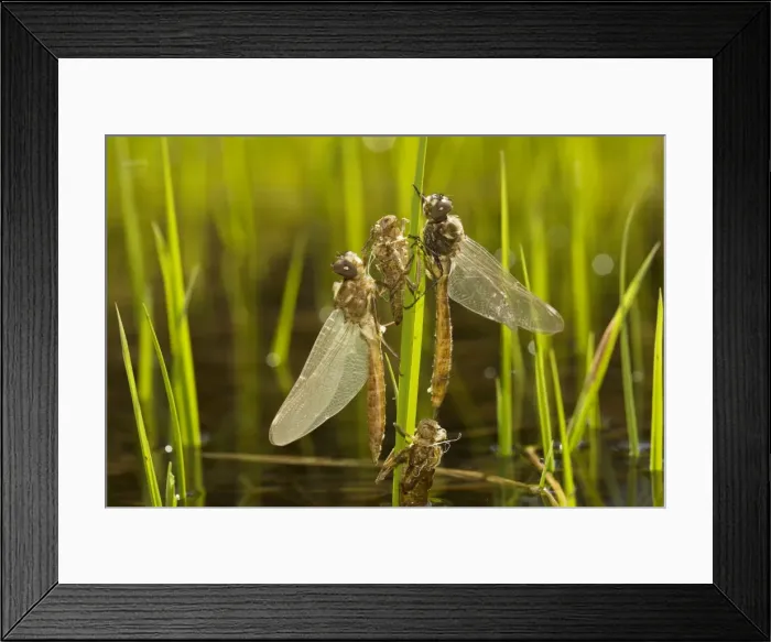 Framed Print : Newly-emerged dragonflies with nymphal cases (exuviae) in high-altitude lake in Lassen National Park, California Framed Print : Newly-emerged dragonflies with nymphal cases (exuviae) in high-altitude lake in Lassen National Park, California