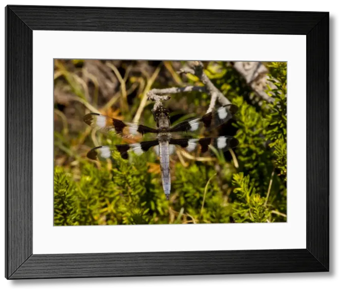 Framed Print : The twelve-spotted Skimmer (Libellula pulchella) perched on red heather, Mount Lassen, California Framed Print : The twelve-spotted Skimmer (Libellula pulchella) perched on red heather, Mount Lassen, California