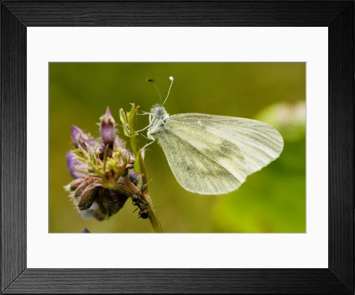 Framed Print : Wood White Butterfly - spring generation, on bush vetch Framed Print : Wood White Butterfly - spring generation, on bush vetch