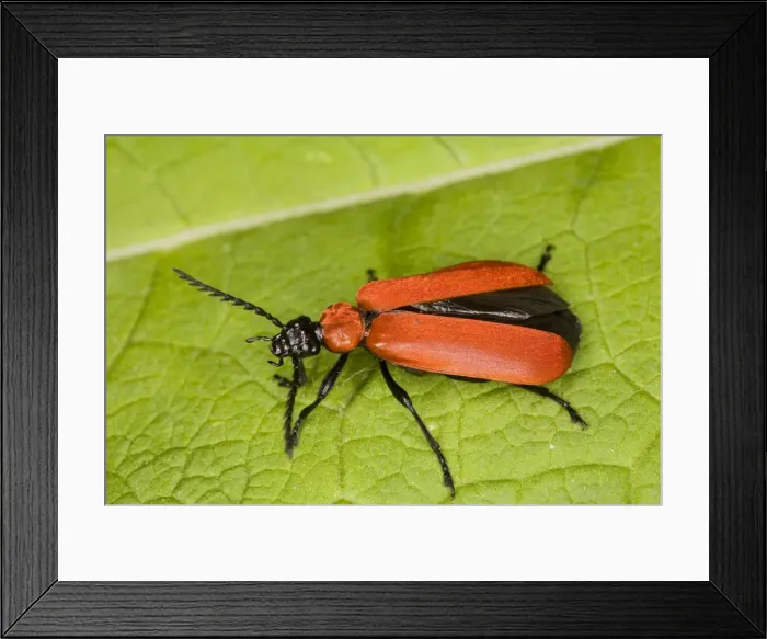 Framed Print : Cardinal Beetle (Pyrochroa coccinea). Larvae live in old wood, such as stumps. Widespread but declining in UK Framed Print : Cardinal Beetle (Pyrochroa coccinea). Larvae live in old wood, such as stumps. Widespread but declining in UK