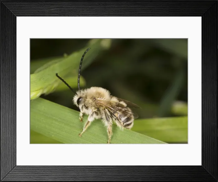 Framed Print : Long-horned Bee - male (Eucera longicornis). Solitary aculeate hymenoptera. France Framed Print : Long-horned Bee - male (Eucera longicornis). Solitary aculeate hymenoptera. France