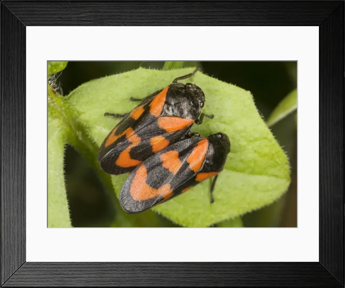 Framed Print : A pair of Froghoppers (Cercopis vulnerata) on leaf. Common in UK Framed Print : A pair of Froghoppers (Cercopis vulnerata) on leaf. Common in UK