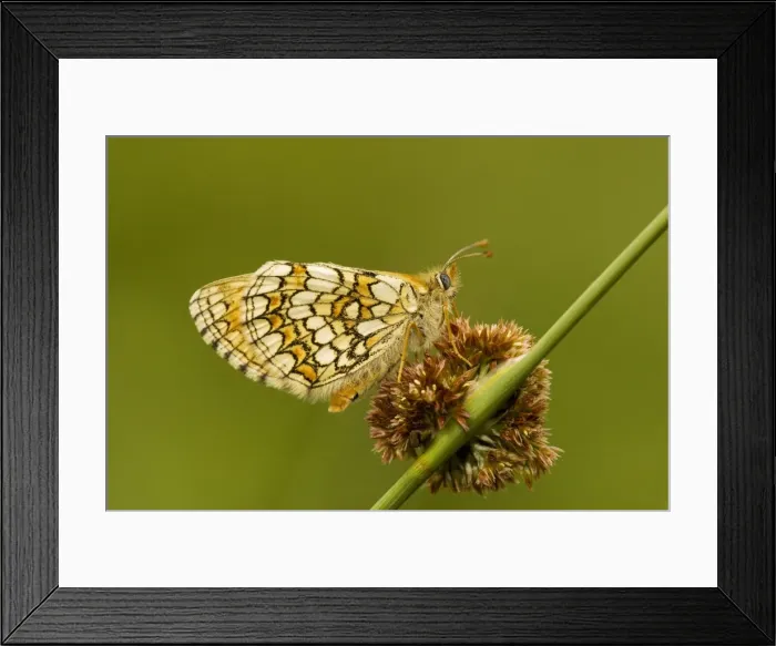 Framed Print : Meadow Fritillary (Mellicta parthenoides) settled on rush flower Framed Print : Meadow Fritillary (Mellicta parthenoides) settled on rush flower