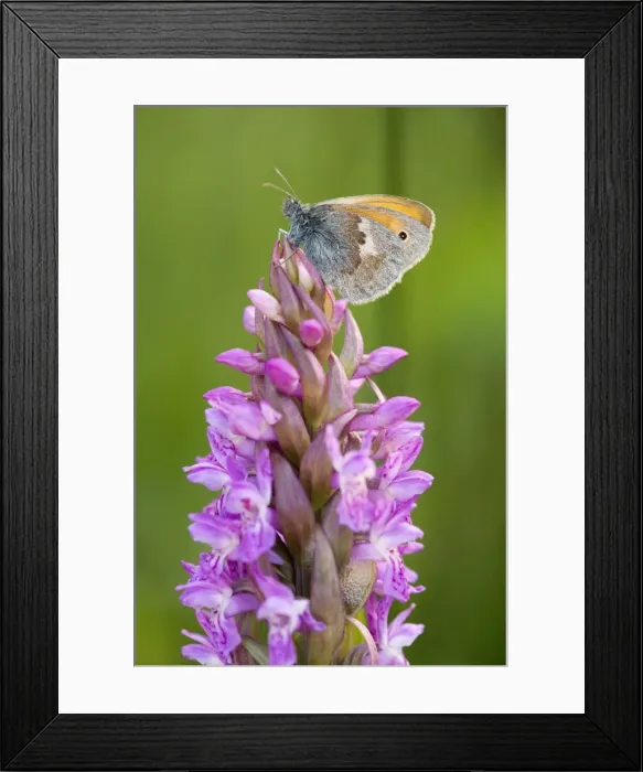 Framed Print : Small Heath Butterfly - settled on early marsh orchid (Dactylorhiza incarnata) in a fen Framed Print : Small Heath Butterfly - settled on early marsh orchid (Dactylorhiza incarnata) in a fen