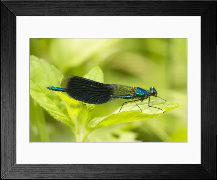 Framed Print : Banded Agrion Damselfly - male (Calopteryx splendens = Agrion splendens) settled Framed Print : Banded Agrion Damselfly - male (Calopteryx splendens = Agrion splendens) settled