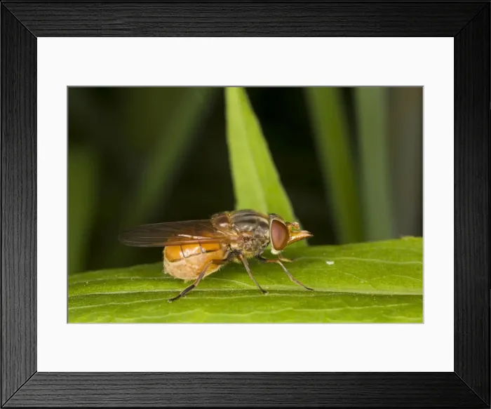 Framed Print : Beaked Hoverfly - Larvae in cow-pats and other dung; adults feed on flowers Framed Print : Beaked Hoverfly - Larvae in cow-pats and other dung; adults feed on flowers
