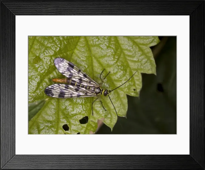 Framed Print : Scorpion fly - Female (Panorpa meridionalis) on leaf, France Framed Print : Scorpion fly - Female (Panorpa meridionalis) on leaf, France