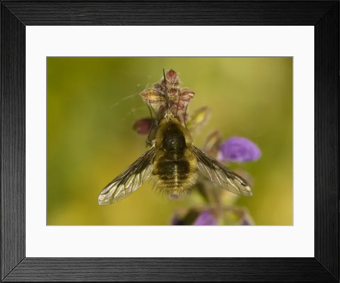Framed Print : Large bee fly (Bombylius major agg. ) settled Framed Print : Large bee fly (Bombylius major agg. ) settled