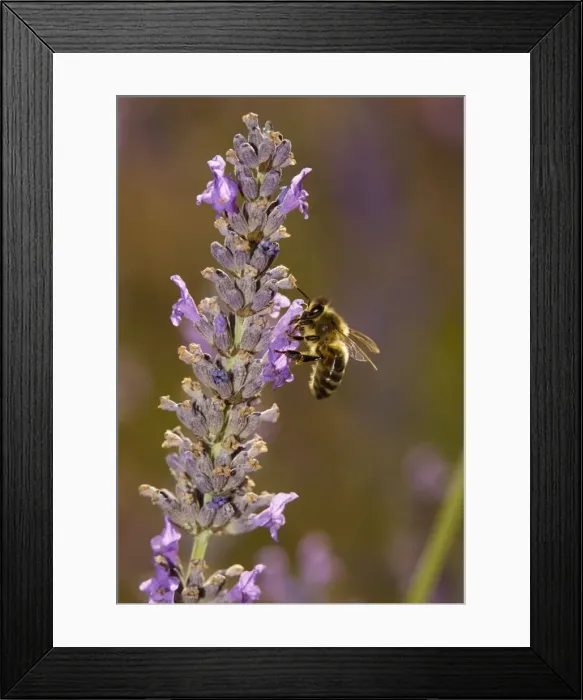 Framed Print : Honey bee (Apis mellifera) visiting lavender flowers, in lavender field. Provence Framed Print : Honey bee (Apis mellifera) visiting lavender flowers, in lavender field. Provence