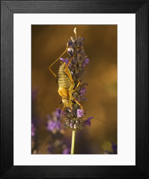 Framed Print : A bush-cricket, the tizi (Ephipigger ephipigger); male on lavender in lavender field. Provence, France Framed Print : A bush-cricket, the tizi (Ephipigger ephipigger); male on lavender in lavender field. Provence, France