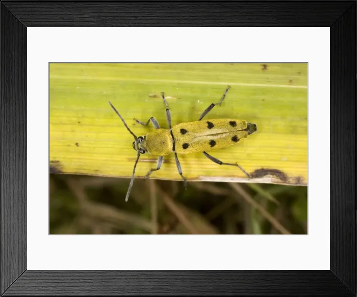 Framed Print : A longhorn beetle (Chlorophanus pilosus), Brenne, France