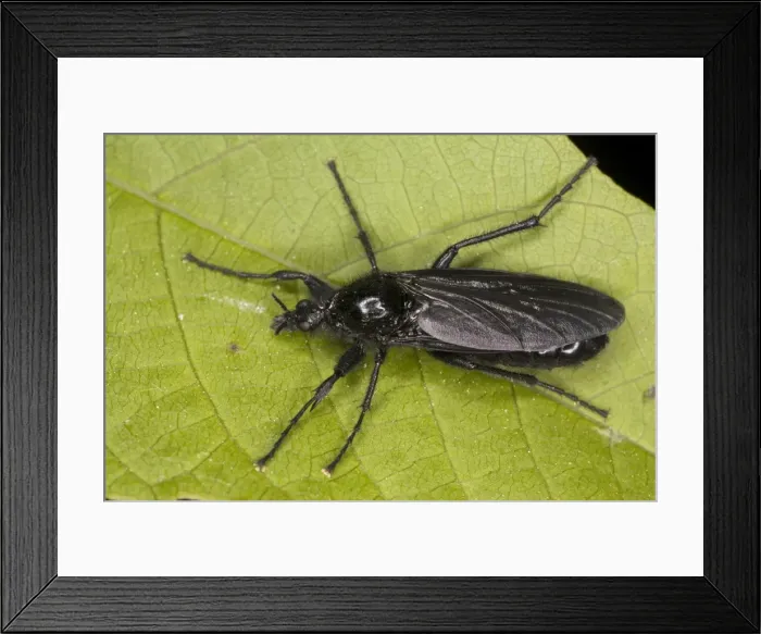 Framed Print : St. Mark's Fly Bibio marci, in spring Framed Print : St. Mark's Fly Bibio marci, in spring