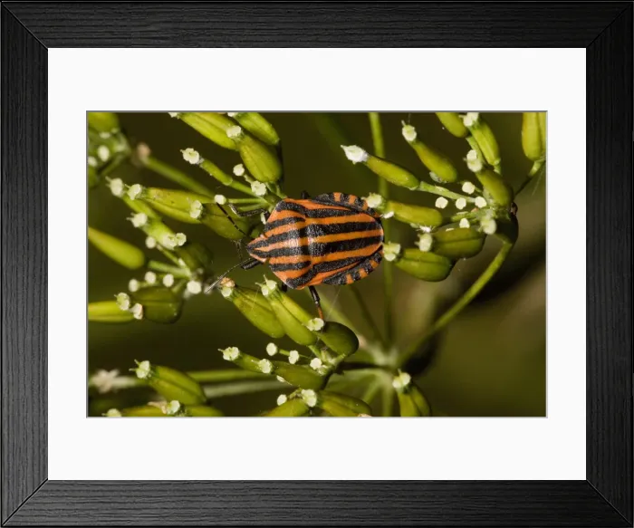 Framed Print : A shield bug ( Graphosoma italicum), on umbellifer. France Framed Print : A shield bug ( Graphosoma italicum), on umbellifer. France