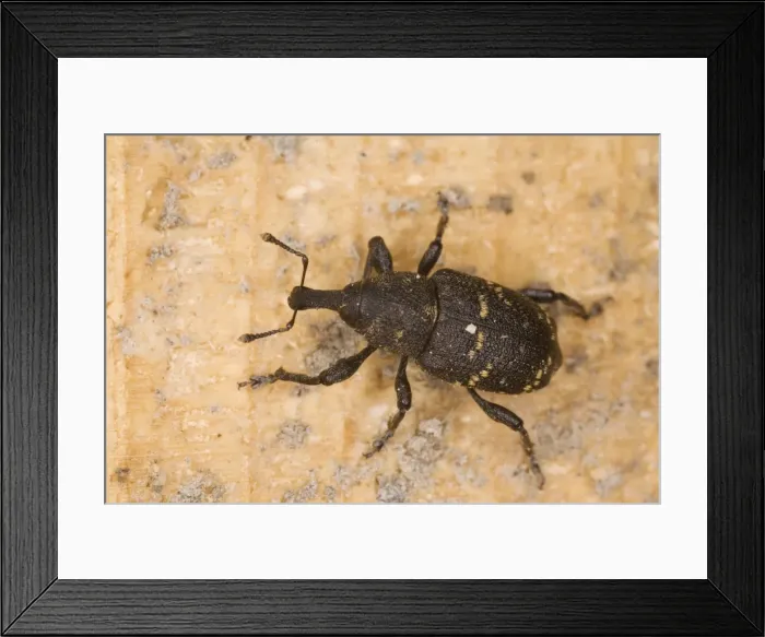 Framed Print : An upland weevil ( Liparus glabrirostris ), Dolomites Framed Print : An upland weevil ( Liparus glabrirostris ), Dolomites
