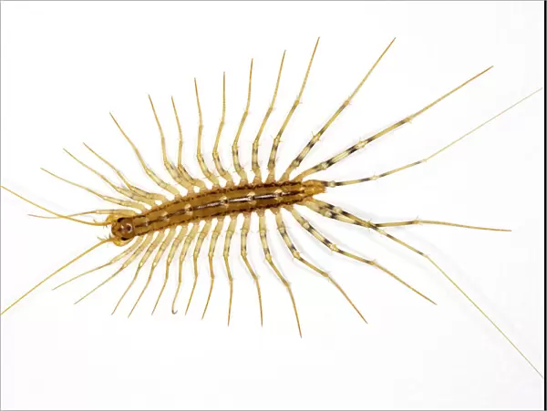 House centipede, Scutigera coleoptrata, on a bedroom wall; originally from south Europe, but now widespread through the world. France