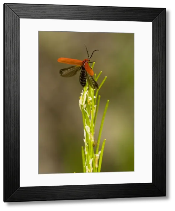 Framed Print : Net-winged beetle (Dictyoptera aurora) taking off; wood-boring beetle in old timber. Rare in UK. On flower, Slovenia Framed Print : Net-winged beetle (Dictyoptera aurora) taking off; wood-boring beetle in old timber. Rare in UK. On flower, Slovenia