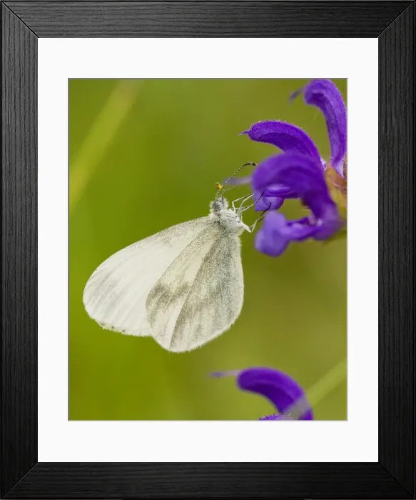 Framed Print : Wood White (Leptidea sinapis) on Meadow Clary, France Framed Print : Wood White (Leptidea sinapis) on Meadow Clary, France