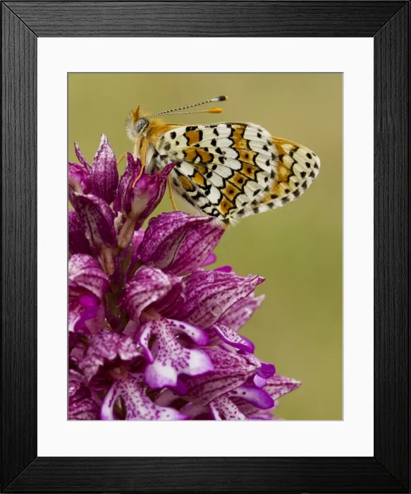 Framed Print : Glanville Fritillary (Melitaea cinxia) on Lady Orchid (Orchis purpurea), France Framed Print : Glanville Fritillary (Melitaea cinxia) on Lady Orchid (Orchis purpurea), France