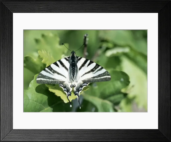 Framed Print : Scarce Swallowtail Butterfly ROG 1318 France ???????? © Bob Gibbons ARDEA LONDON Framed Print : Scarce Swallowtail Butterfly ROG 1318 France ???????? © Bob Gibbons ARDEA LONDON