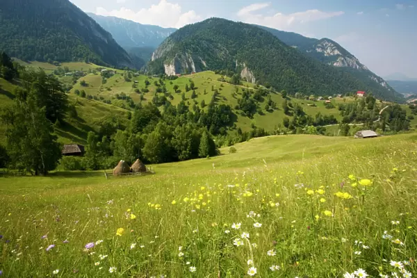 Flowery pastures in the Piatra Craiulu Mountains National Park. With stooks. Globe flowers (Trollius europaeus) in foreground. Romania