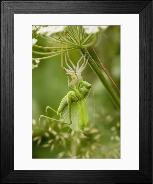 Framed Print : Great Green Bush-Cricket (Tettigonia viridissima) - final instar male emerging from its nymphal case. Uncommon in UK Framed Print : Great Green Bush-Cricket (Tettigonia viridissima) - final instar male emerging from its nymphal case. Uncommon in UK