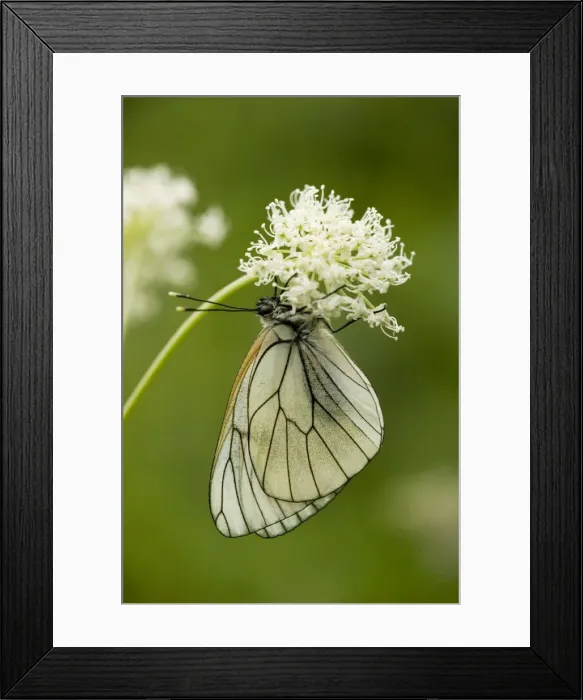 Framed Print : Black-veined White Butterfly (Aporia crataegi), Pyrenees, Spain Framed Print : Black-veined White Butterfly (Aporia crataegi), Pyrenees, Spain