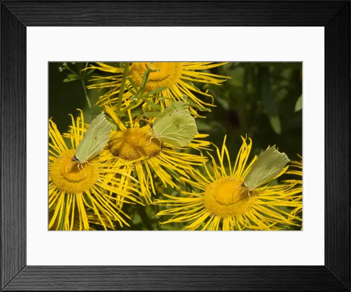 Framed Print : Brimstone Butterflies (Gonepteryx rhamni) on flower (Telekia speciosa) Framed Print : Brimstone Butterflies (Gonepteryx rhamni) on flower (Telekia speciosa)