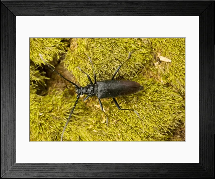 Framed Print : Huge longhorn beetle (Cerambyx cerdo) - largest beetle in Europe. Wood-boring larvae, in oak. Romania Framed Print : Huge longhorn beetle (Cerambyx cerdo) - largest beetle in Europe. Wood-boring larvae, in oak. Romania