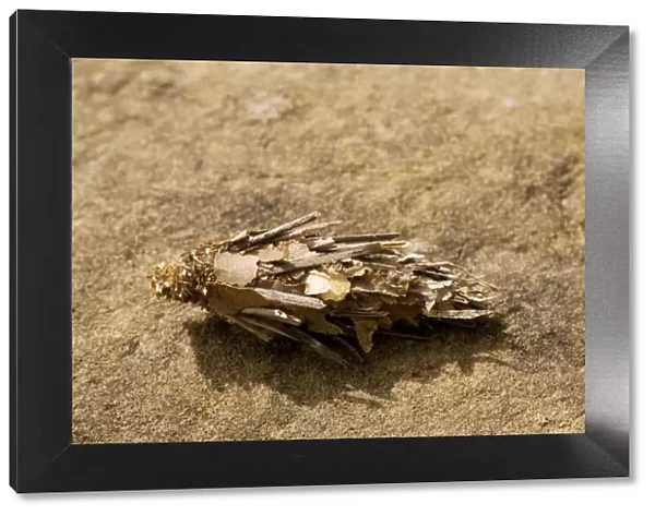 Bagworm - psychid moth larva, on rock; Pyrenees. France