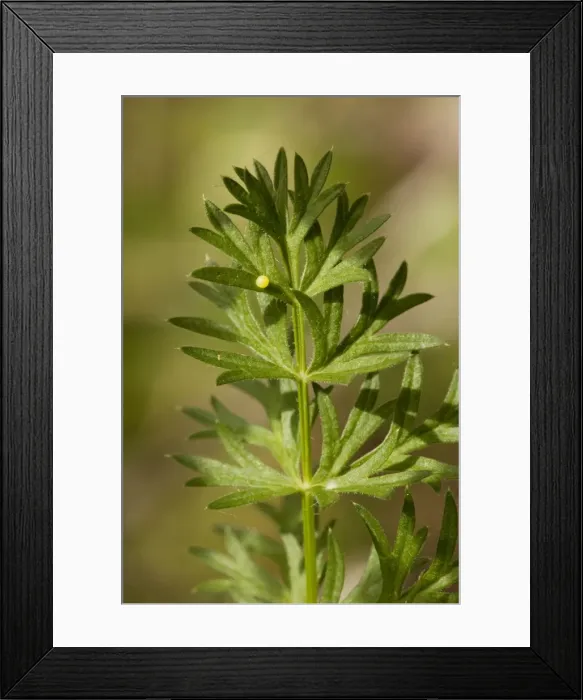 Framed Print : Butterfly Egg - Egg of Common Swallowtail Butterfly on umbellifer. France Framed Print : Butterfly Egg - Egg of Common Swallowtail Butterfly on umbellifer. France