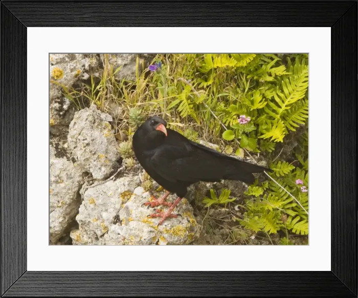 Framed Print : Red-billed Chough (Pyrrhocorax pyrrhocorax) on rocks, Ronda, Andalucia, South-west Spain Framed Print : Red-billed Chough (Pyrrhocorax pyrrhocorax) on rocks, Ronda, Andalucia, South-west Spain