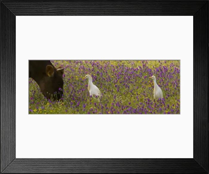 Framed Print : Cattle Egrets (Bubulcus ibis) feeding in a flowery field (mainly Purple Bugloss) with cattle; Coto Donana, Andalucia, Spain Framed Print : Cattle Egrets (Bubulcus ibis) feeding in a flowery field (mainly Purple Bugloss) with cattle; Coto Donana, Andalucia, Spain