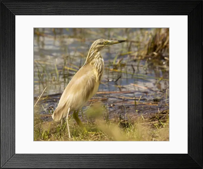Framed Print : Squacco Heron (Ardeola ralloides) in breeding plumage, spring; Coto Donana, Andalucia, Coto Donana Framed Print : Squacco Heron (Ardeola ralloides) in breeding plumage, spring; Coto Donana, Andalucia, Coto Donana
