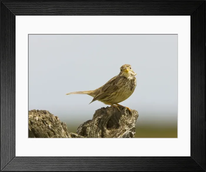 Framed Print : Male Corn Bunting (Miliaria calandra) on song perch, spring breeding season. Spain Framed Print : Male Corn Bunting (Miliaria calandra) on song perch, spring breeding season. Spain