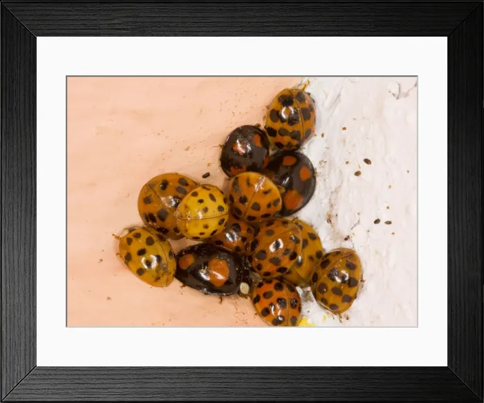 Framed Print : Cluster of Harlequin Ladybirds Harmonia axyridis in winter, corner of bedroom, Hampshire Framed Print : Cluster of Harlequin Ladybirds Harmonia axyridis in winter, corner of bedroom, Hampshire