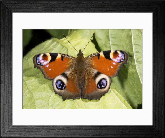 Framed Print : Peacock butterfly (Inachis io), sunbathing; Dorset Framed Print : Peacock butterfly (Inachis io), sunbathing; Dorset